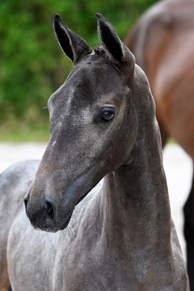 Cardolan vd Mittelerde Z Cardolan vd Mittelerde Z