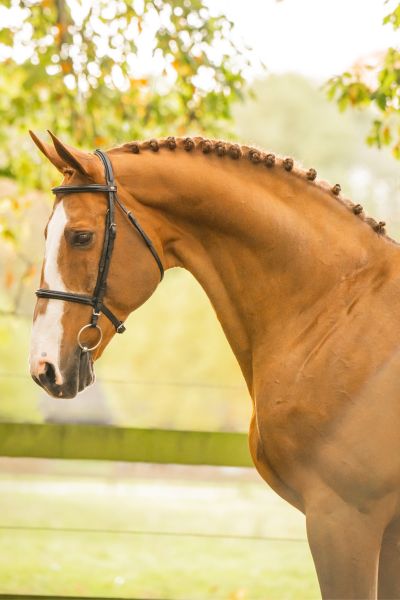 Aganix du Seigneur Z