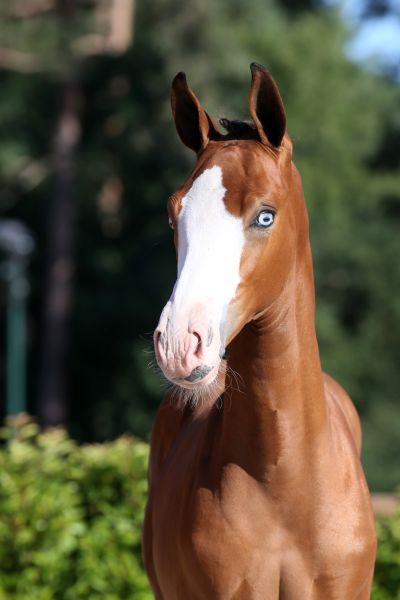 uptown-girl-felinae-db-z-83 uptown-girl-felinae-db-z-83