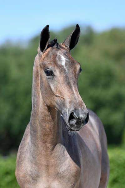 choubidou-z choubidou-z