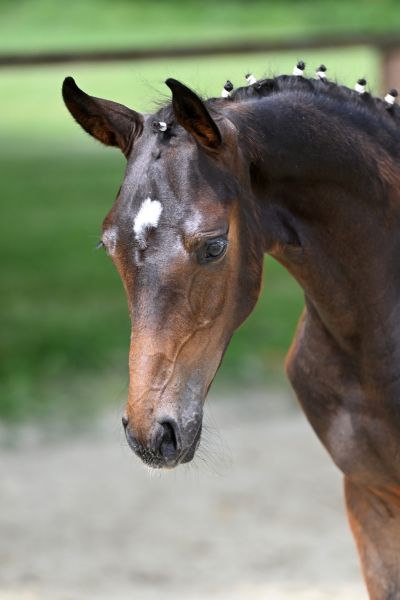 quietschfidel-dacora-z quietschfidel-dacora-z