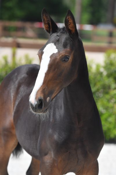 aliade-vd-dassenheide-z-95 aliade-vd-dassenheide-z-95