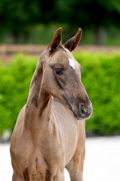 caixa-vd-berghoeve-z caixa-vd-berghoeve-z