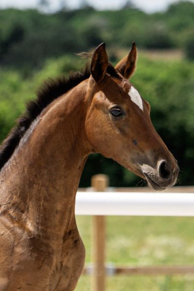 comme-des-garons-sa-z comme-des-garons-sa-z