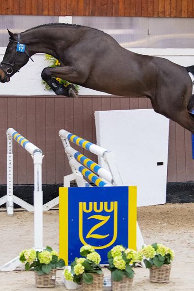 paard-querido-vg-z paard-querido-vg-z