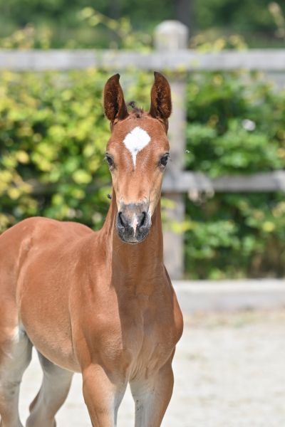 hartbreker-z-17 hartbreker-z-17