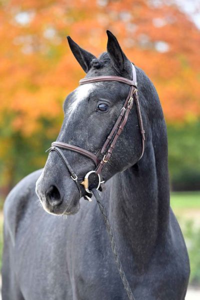 el-amigo-111-z el-amigo-111-z