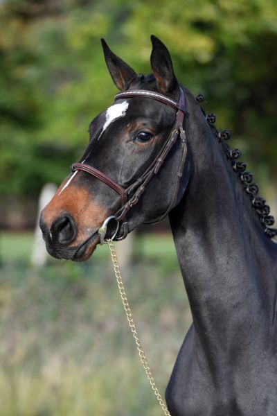 cibelle-van-het-bergerhof-z cibelle-van-het-bergerhof-z