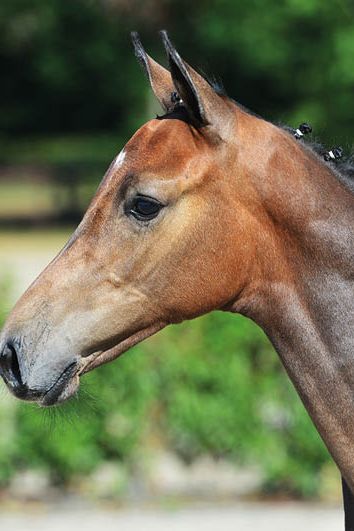 veulenskop2020website68 veulenskop2020website68