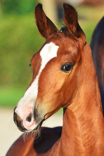 veulenskop2020website1 veulenskop2020website1