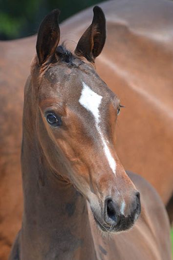 veulenskop2020website7 veulenskop2020website7