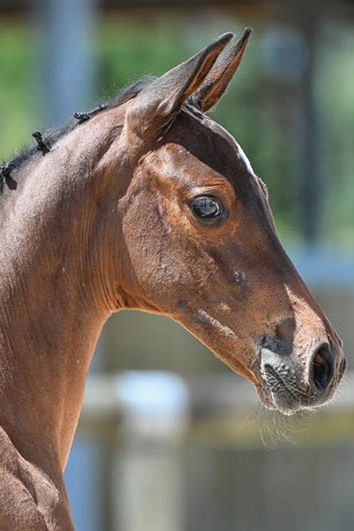 veulenskop2020website12 veulenskop2020website12