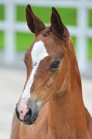 veulenskop2020website16 veulenskop2020website16