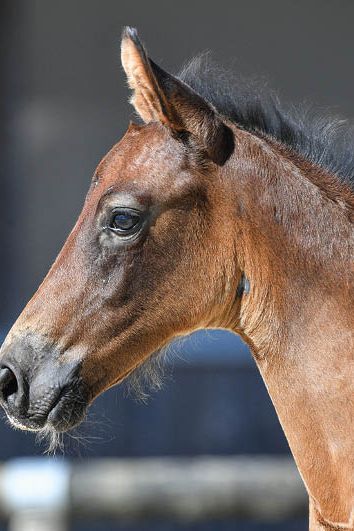 veulenskop2020website28 veulenskop2020website28