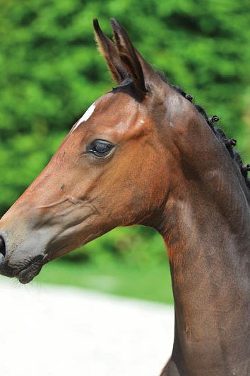 veulenskop2020website38 veulenskop2020website38