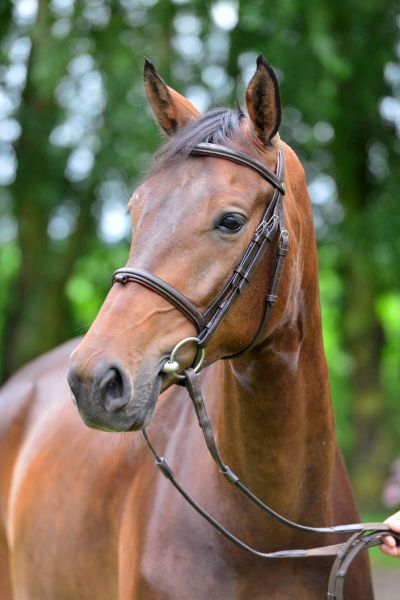 clash-van-de-hunters-z clash-van-de-hunters-z