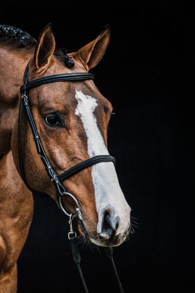 COMILFO PLUS Z x CARTHAGO Z Count On Me Z