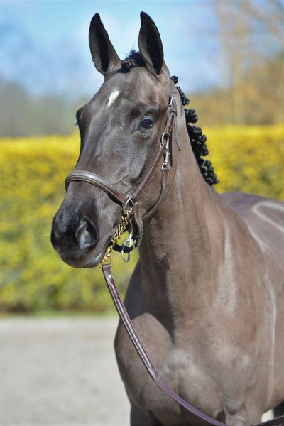 demoiselle-mrn-z demoiselle-mrn-z