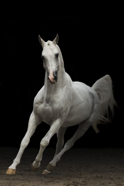 Cornado II Z 