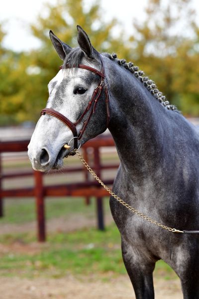 camilo-des-squoas-z camilo-des-squoas-z