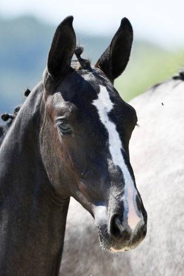 baraka-no-more-2 baraka-no-more-2