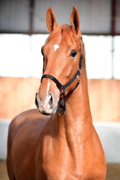 20180404-ga64971 20180404-ga64971