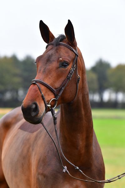 caluna-20191118-ga66320 caluna-20191118-ga66320