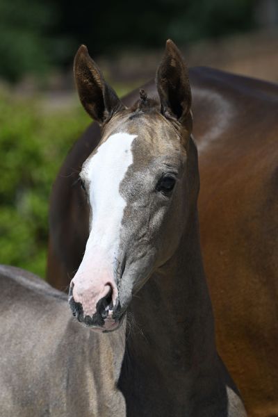 Cara-mel van 't Molenveld Z 2 Cara-mel van 't Molenveld Z 2