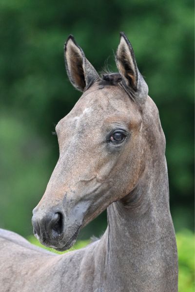 51 Ta Belle Z 51 Ta Belle Z