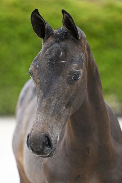 Chacco Blue x Calvino Z Checkmate Style VK Z