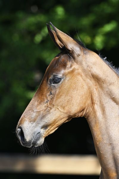 Chacco Blue x Diamant de Semilly Conthaga TJS Z