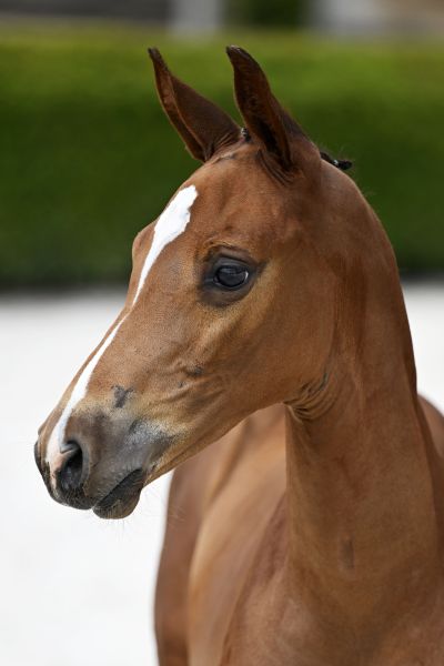 Heartbreaker x Querlybet Hero Highlight L3B Z