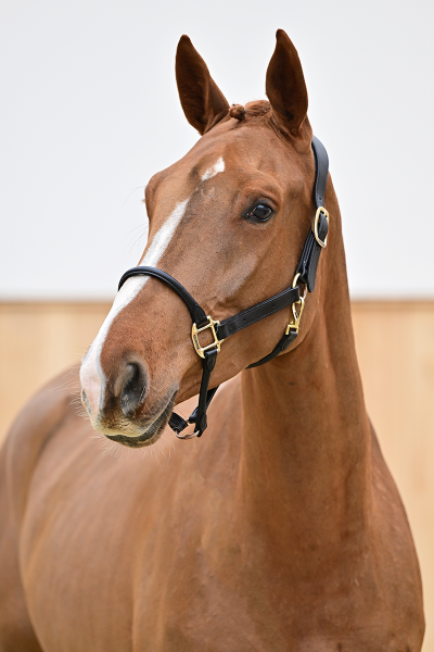 Pegase van 't Ruytershof x Copin van de Broy Pacha JP Z