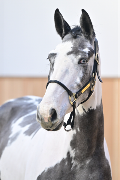 Balou du Rouet x Nartago Mickey Blue Eyes OL