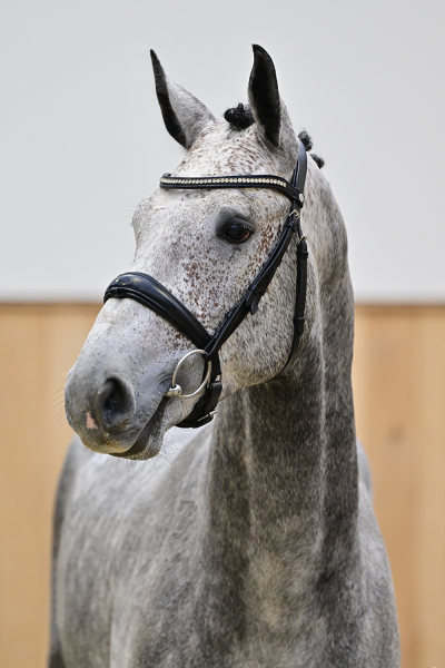 Catoki Z x Corrado I Caloki Du Rosengarten Z