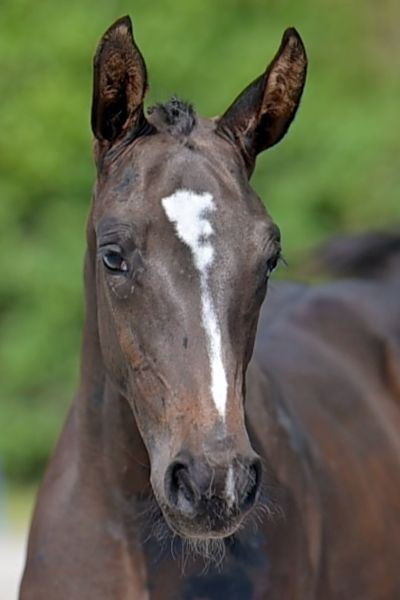 King Kuntas Bradt Z King Kuntas Bradt Z