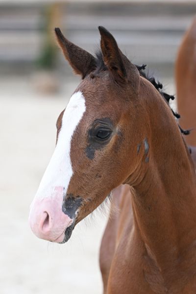Auction du Forezan Z