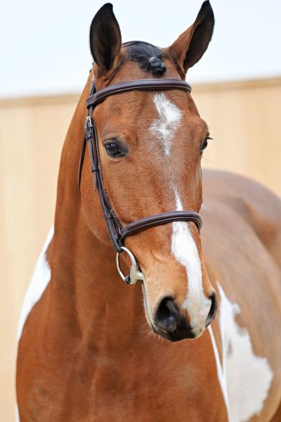 MARIANO SITTE 4 MARIANO SITTE 4