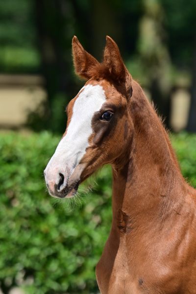 all-i-want-og-z all-i-want-og-z