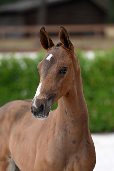 cocu-2000-z-13 cocu-2000-z-13