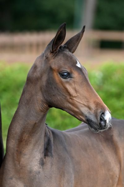 balouette-2000-z-47 balouette-2000-z-47