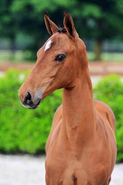 castillon-van-ww-z castillon-van-ww-z