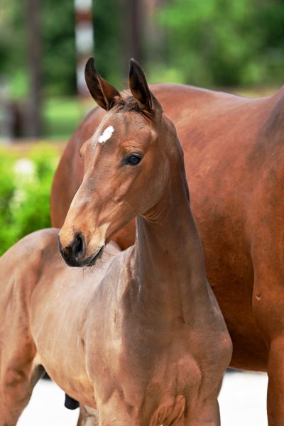 utamaro-de-zlande-z utamaro-de-zlande-z