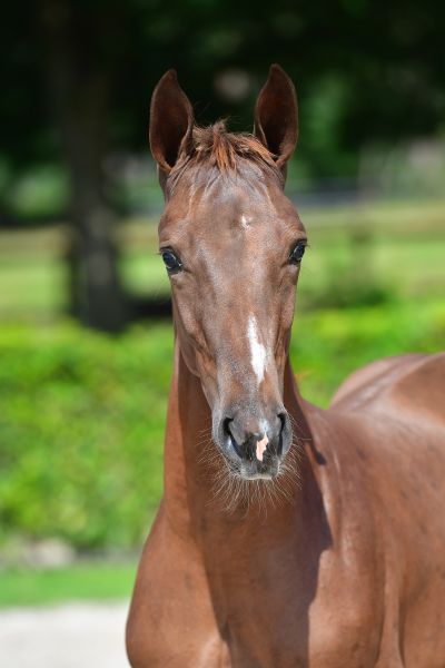 el-nio-h-z-92 el-nio-h-z-92