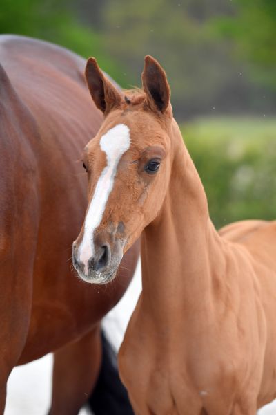 action-man-ii-z-26 action-man-ii-z-26