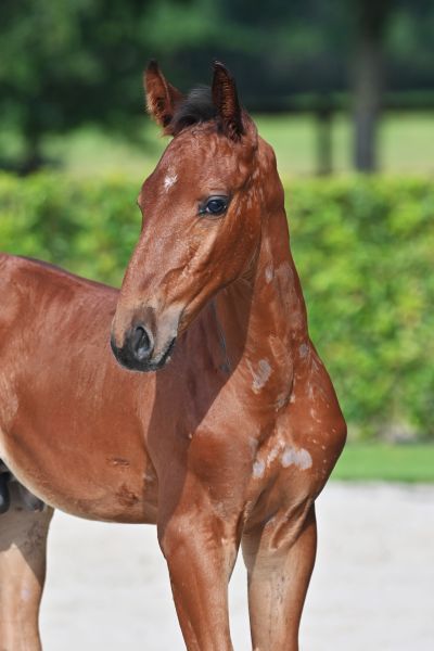 hipster-de-la-podkova-z-87 hipster-de-la-podkova-z-87