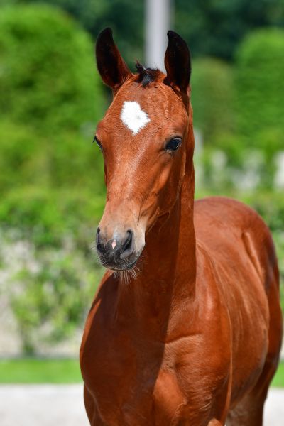challenger-bolide-z-5 challenger-bolide-z-5