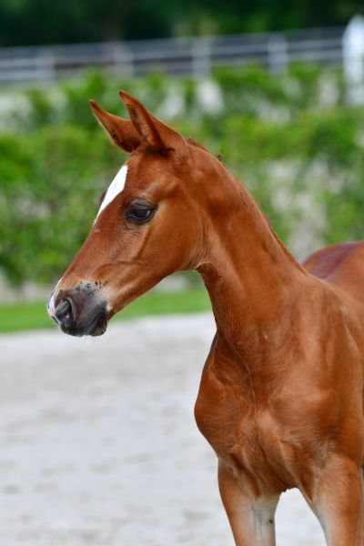 crown-prince-vd-braambeier-z-85 crown-prince-vd-braambeier-z-85