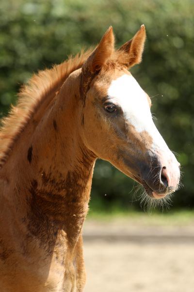 alessia-z-56 alessia-z-56