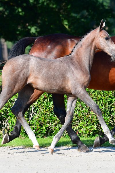 cinderella-indebus-lz-z cinderella-indebus-lz-z